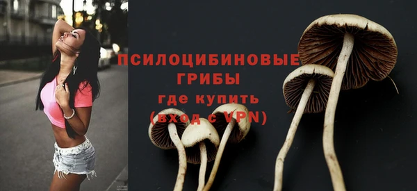 стаф Алзамай